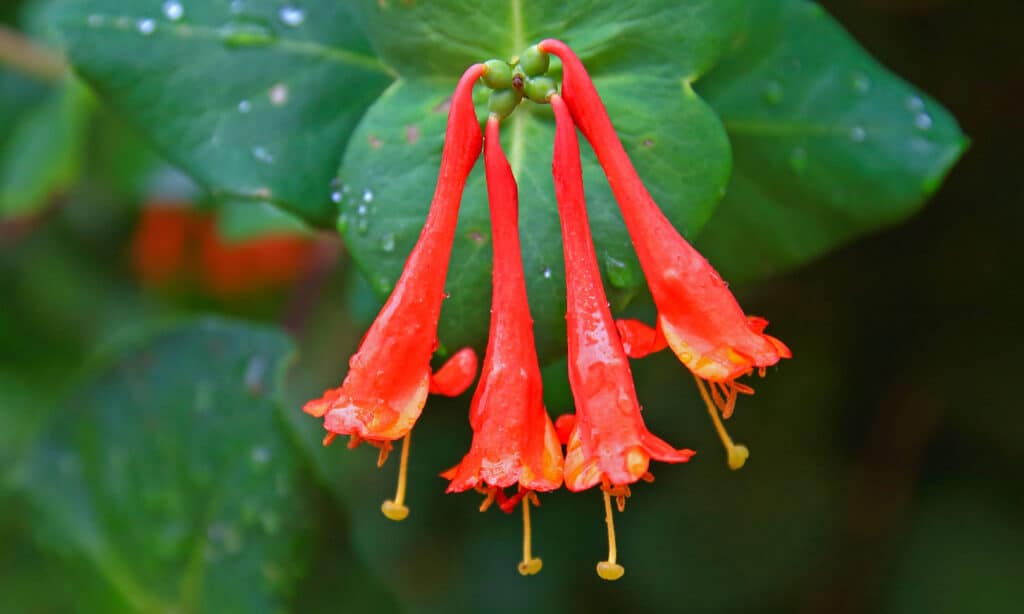 Caprifoglio Corallo