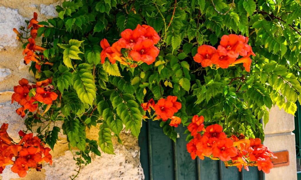 Rampicante a tromba