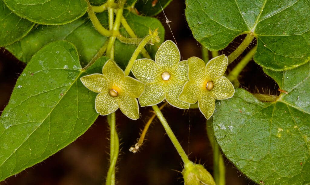 Perla Milkweed Vitigno