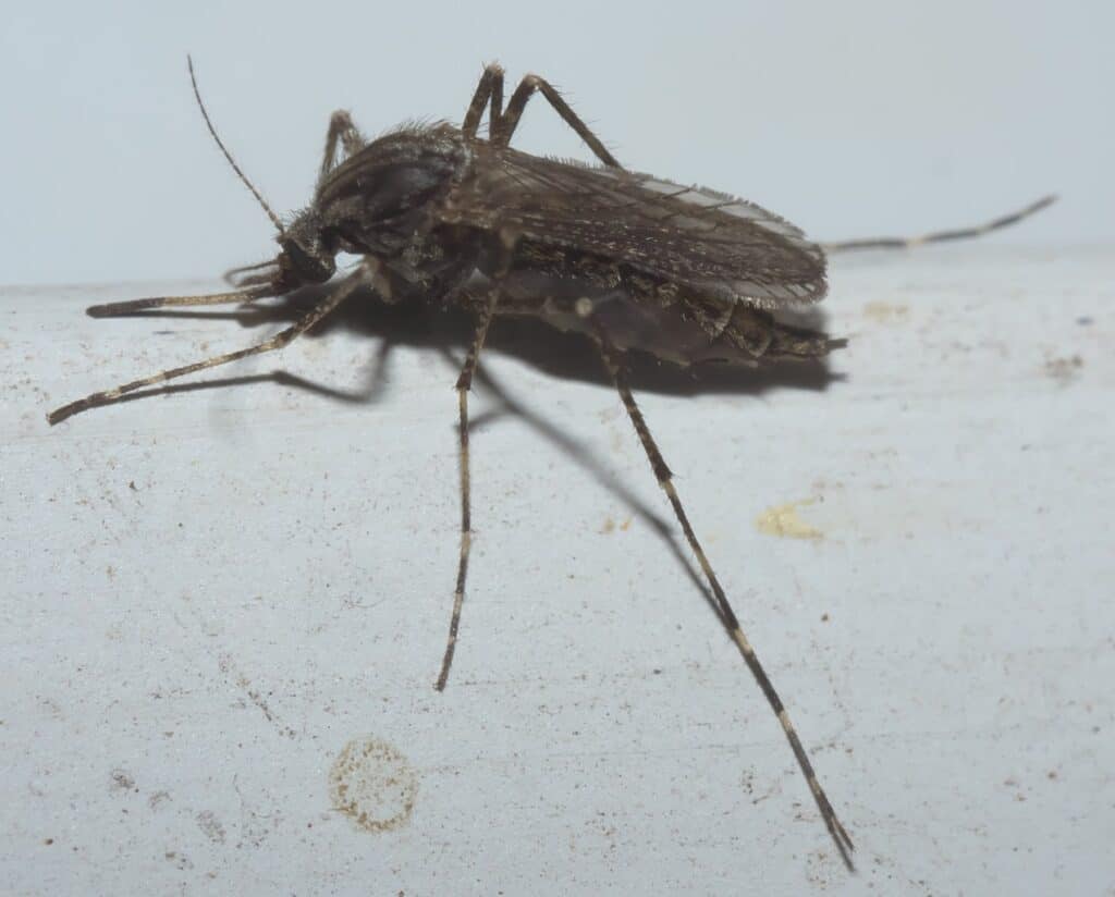 Zanzara del campo di riso scuro