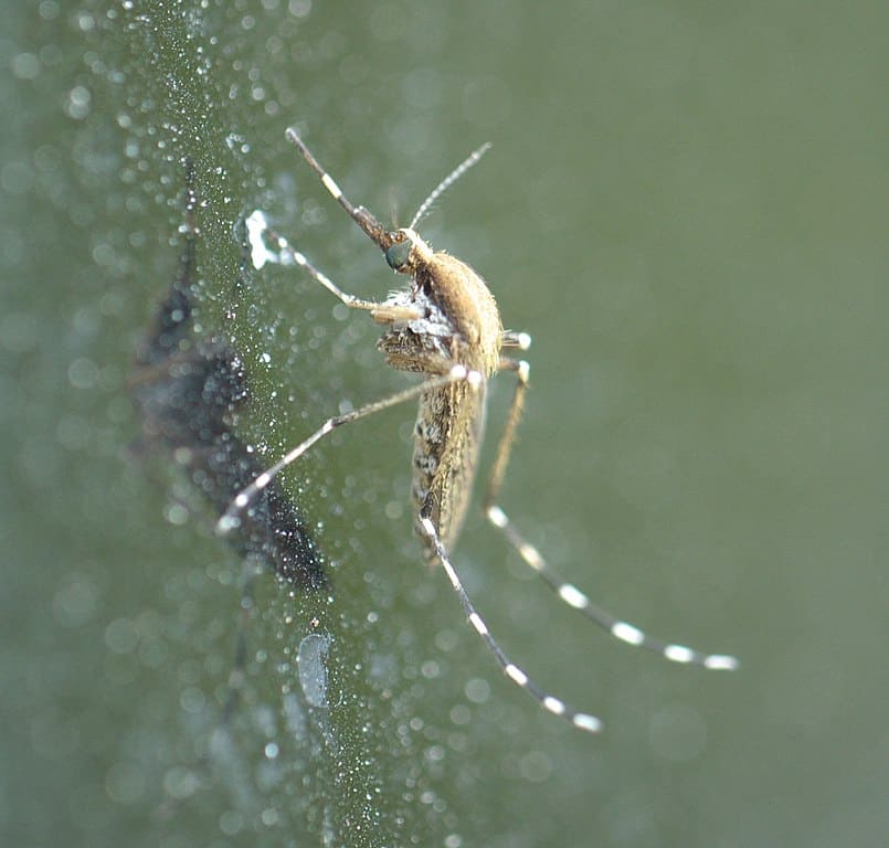 Zanzara della palude salata orientale