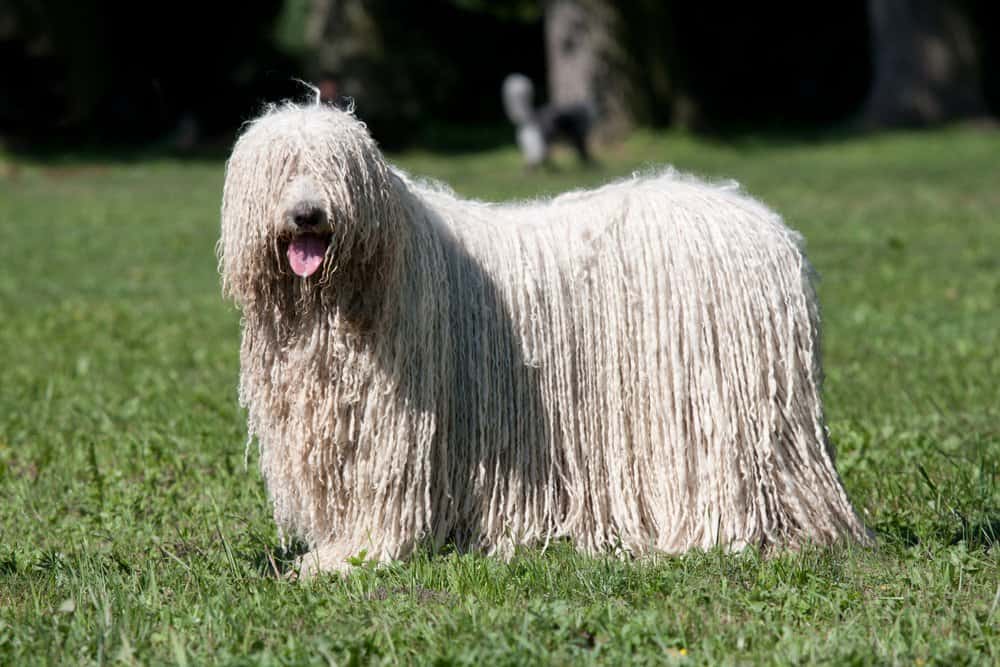 Komondor cane in piedi nell'erba.