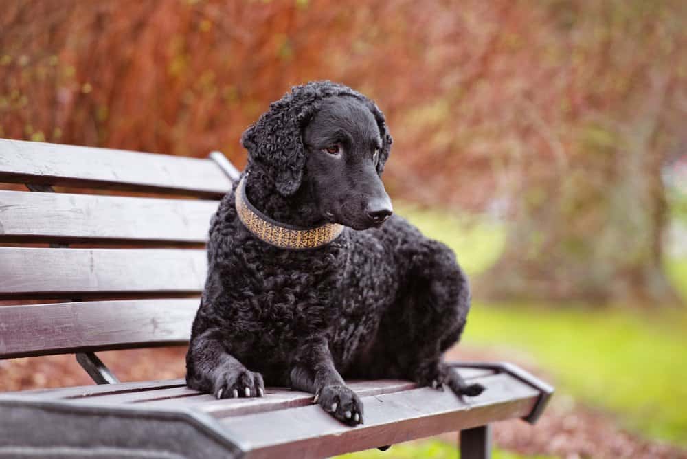 Un retriever dal pelo riccio sdraiato su una panchina del parco.