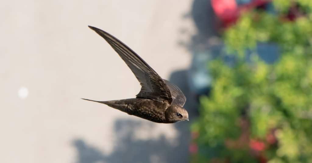 Gli uccelli più veloci del mondo: Rondone comune