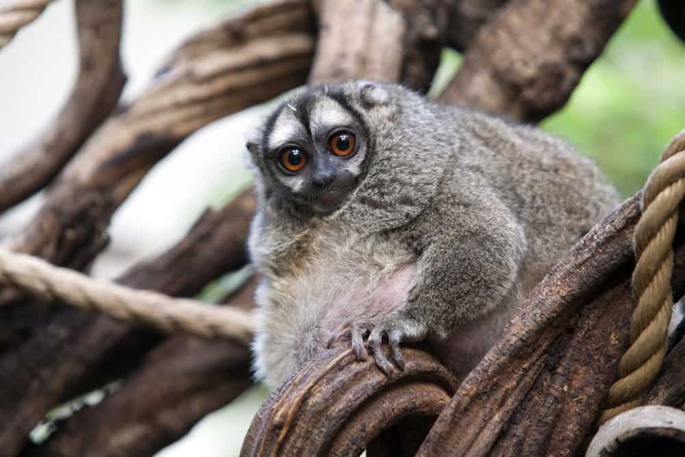 Una scimmia gufo in un recinto dello zoo.