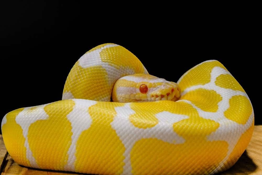 Un pitone giallo e bianco con occhi rossi su sfondo nero.