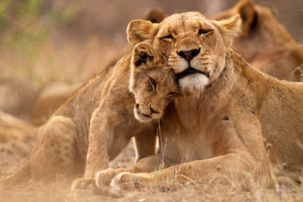 Un leone che coccola con il suo cucciolo a terra.