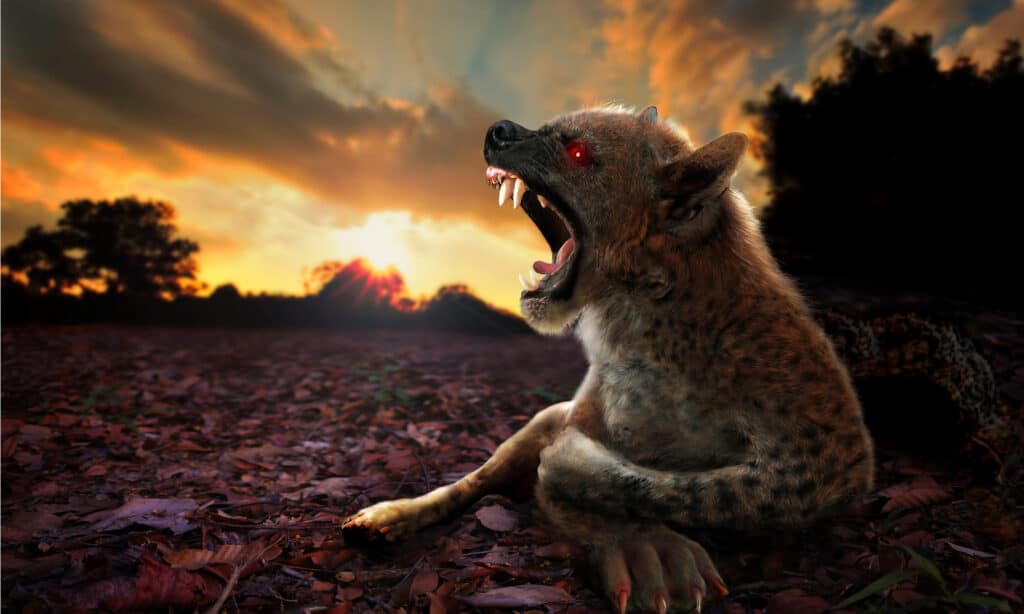 Chupacabra