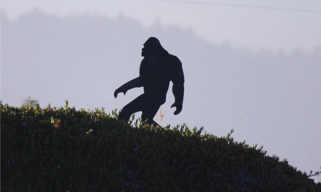 silhouette sasquatch