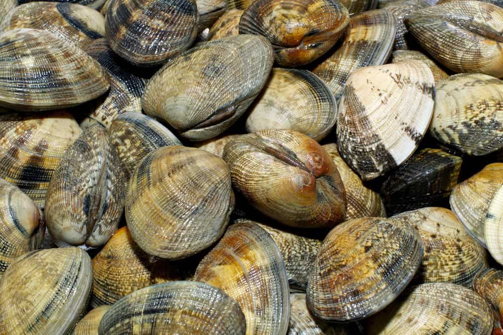 Un primo piano di diverse vongole.
