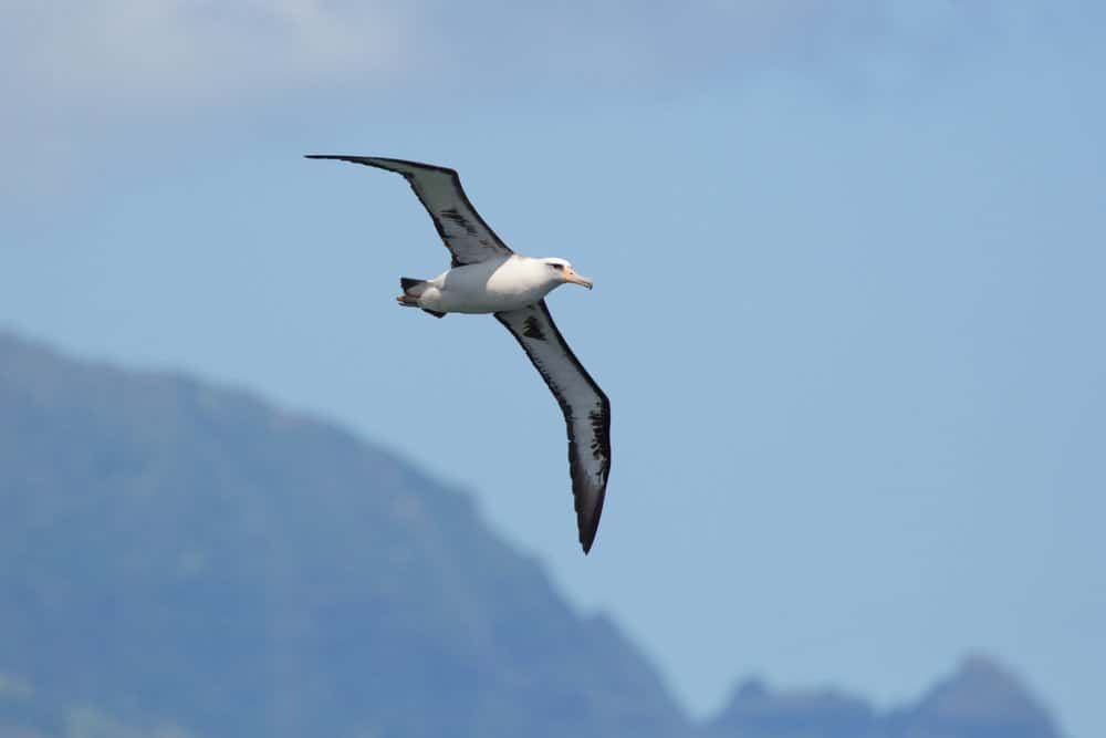 Un albatro di Laysan che vola attraverso un cielo blu vicino alle montagne.