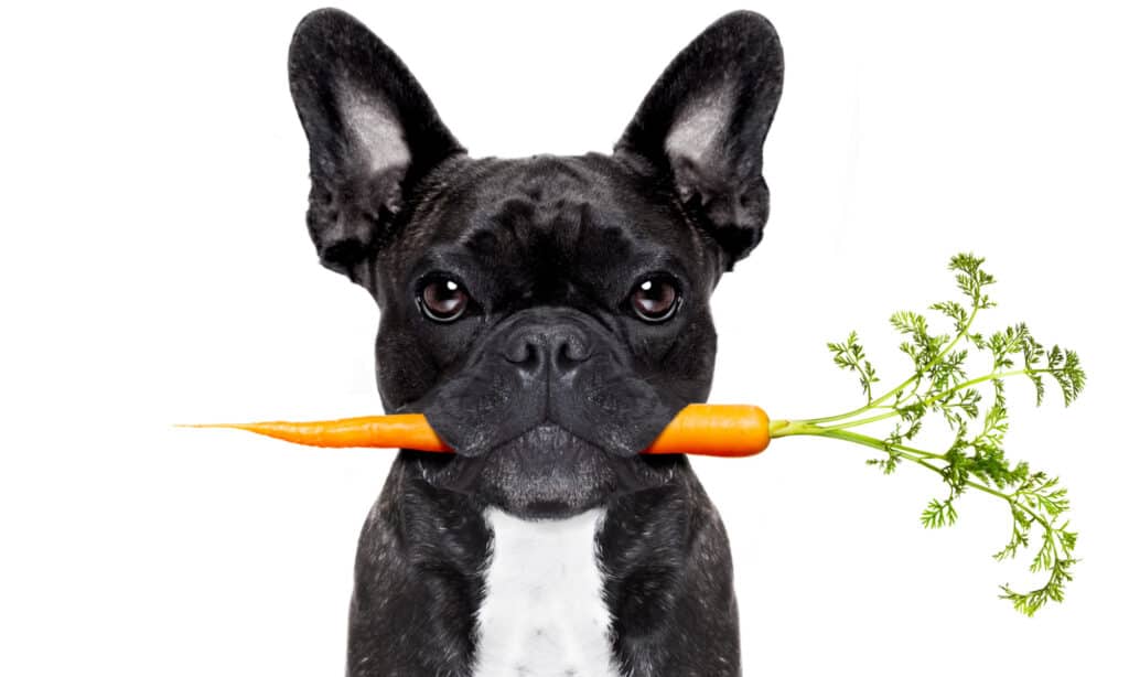 Bulldog francese con la carota in bocca su sfondo bianco