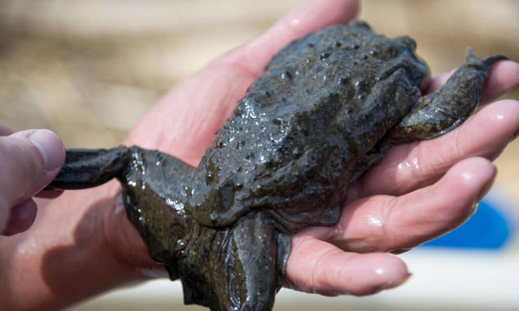 Telmatobius culeus o la rana d'acqua del Titicaca.