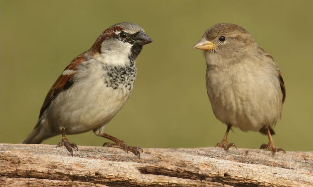 passero domestico