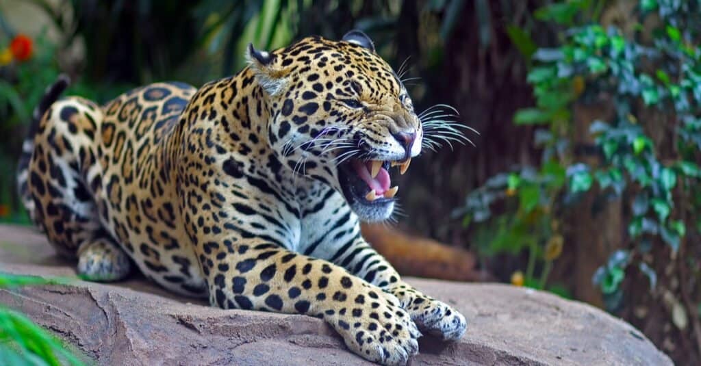 I gatti più veloci - Jaguar