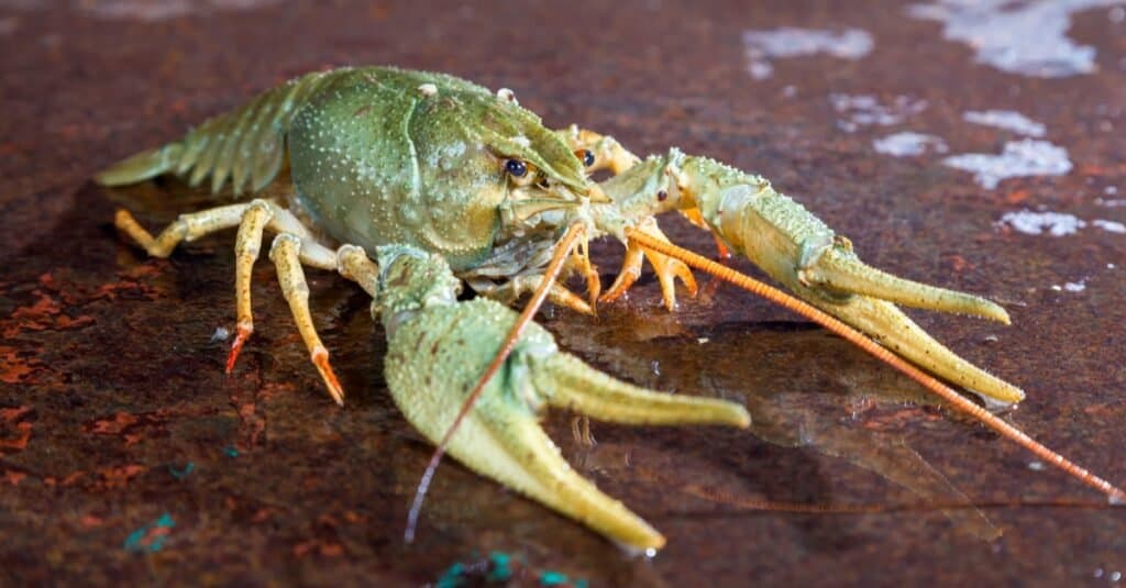 Animali Con Esoscheletri-gamberi