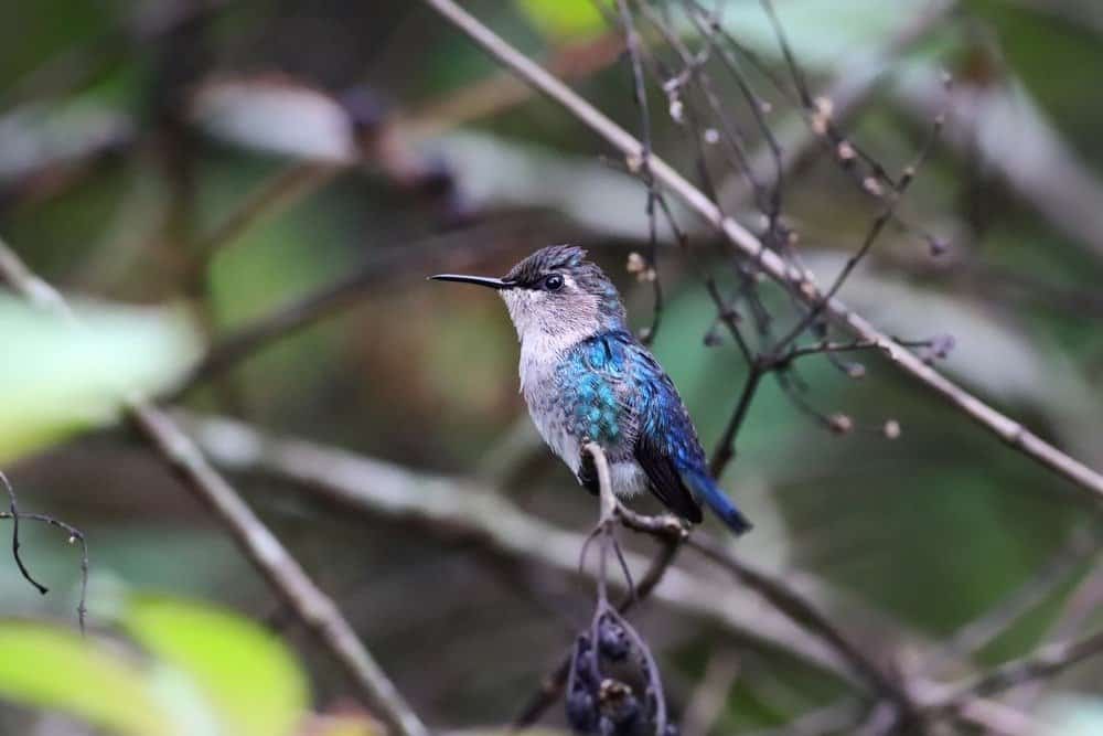 Un colibrì blu dell'ape si è appollaiato su un ramo di albero.