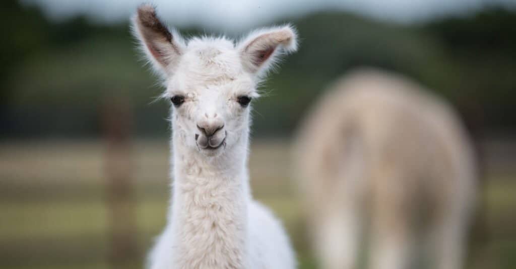 primo piano dell'alpaca del bambino