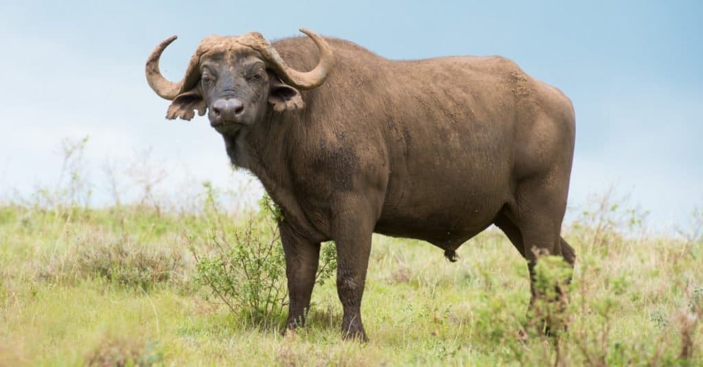 Animali più pesanti: Bovini