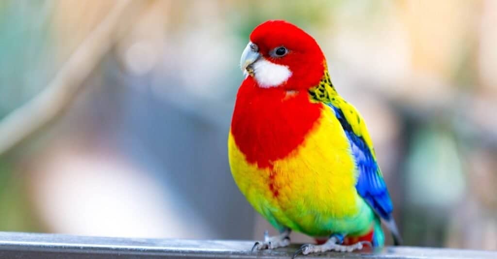 Un parrocchetto, Rosella orientale, seduto sul davanzale della finestra.