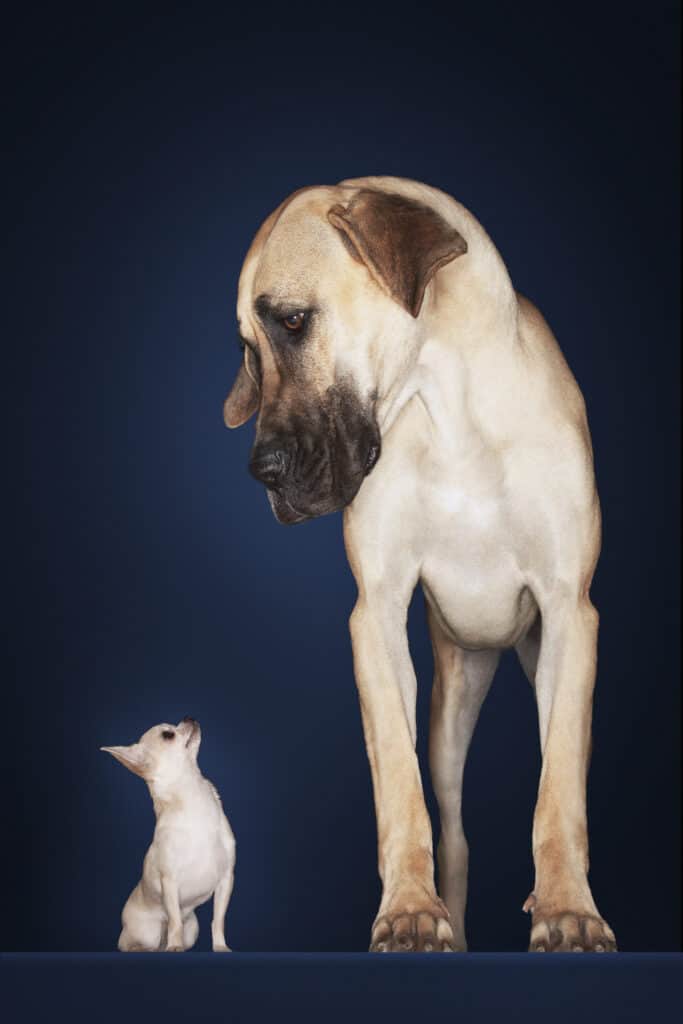 cani grandi e piccoli
