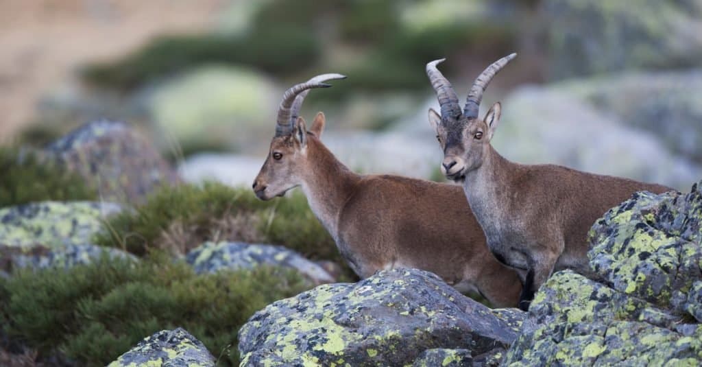 Animali estinti: Stambecco dei Pirenei