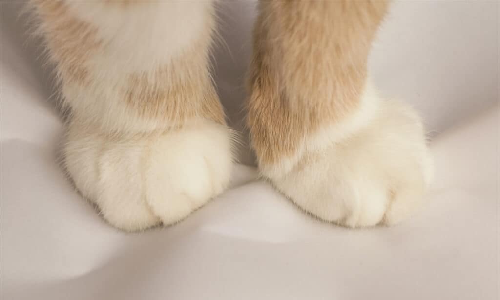 Coppia di zampe di gatto che impastano