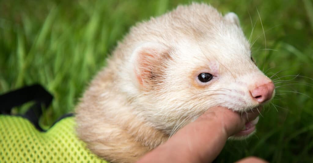 Furetto cannella animale domestico maschio in un gioco di imbracatura che morde il suo proprietario.