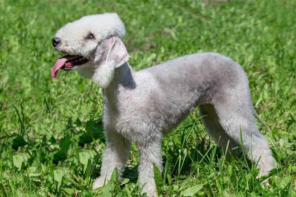 Un Bedlington terrier in piedi nell'erba con la lingua fuori.