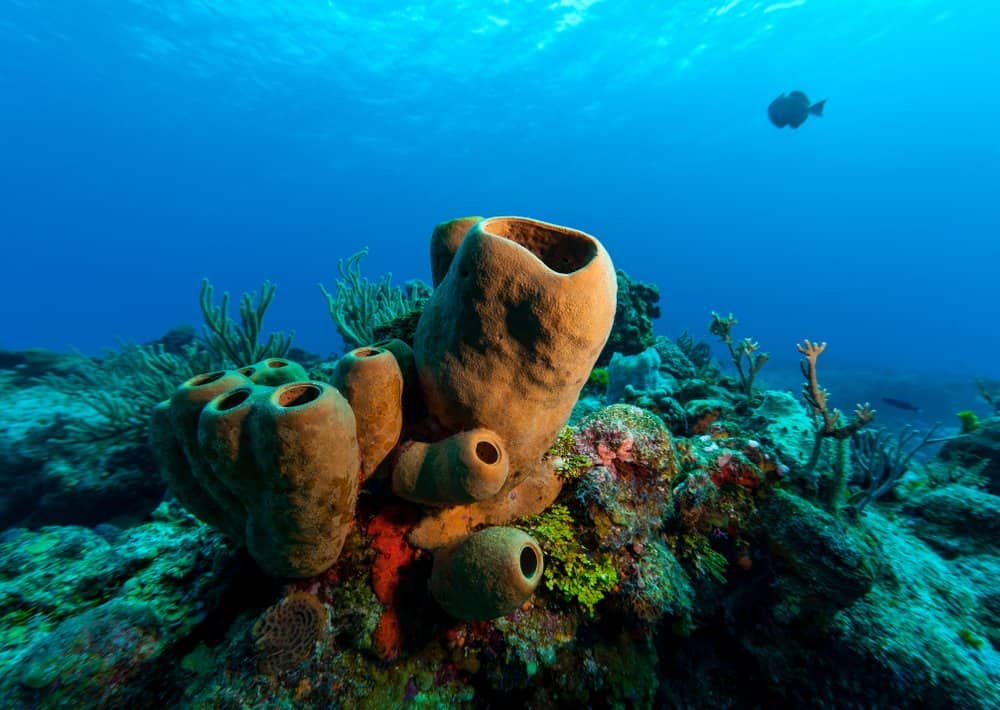 Una spugna di mare sul fondo dell'oceano vicino al carbone.