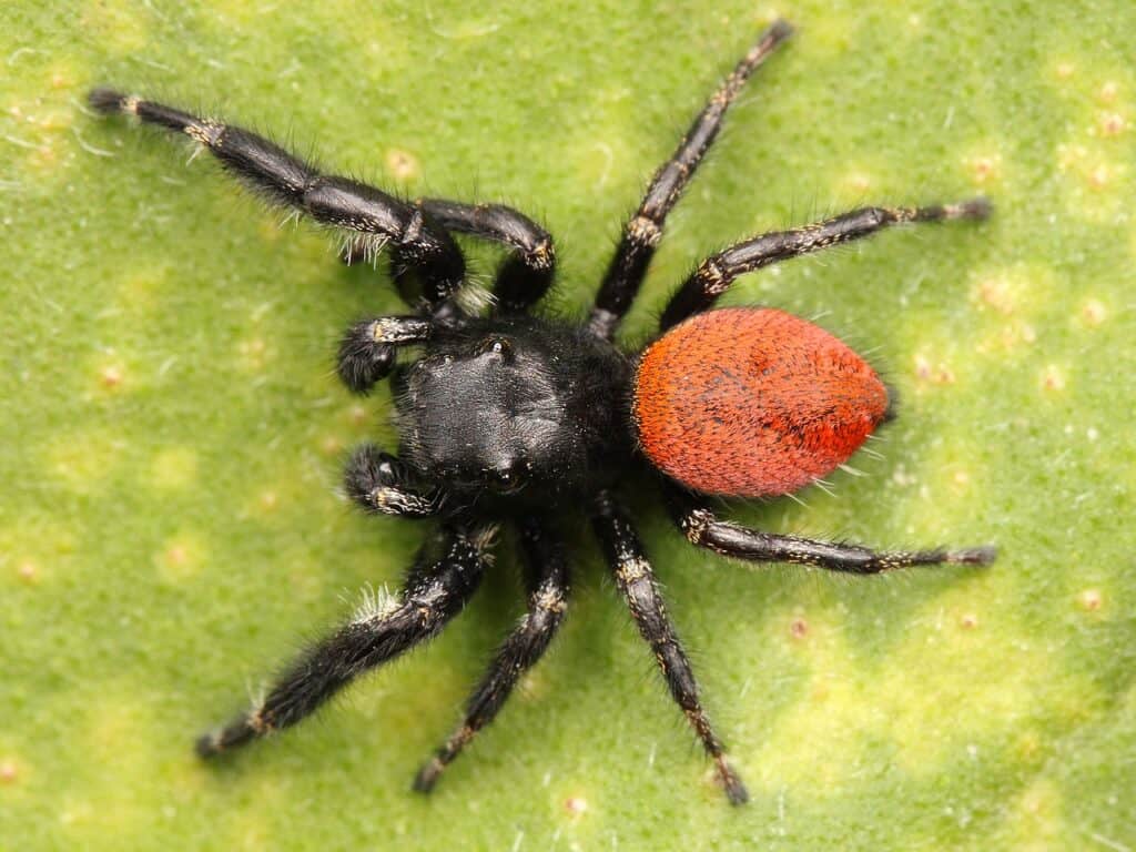 Ragno saltatore col dorso rosso
