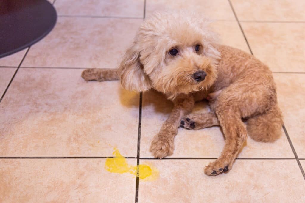 bile di cane