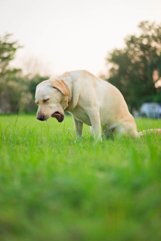 cane affetto da tosse del canile