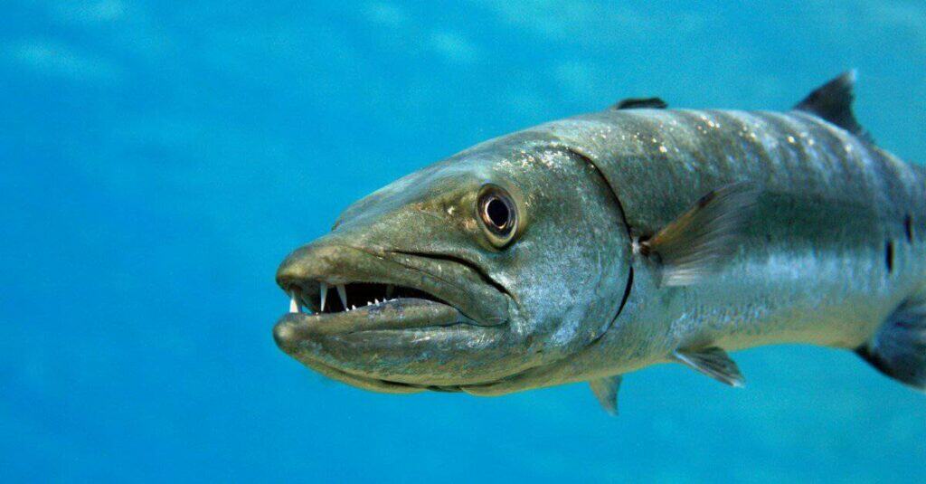 Animale aggressivo: Barracuda