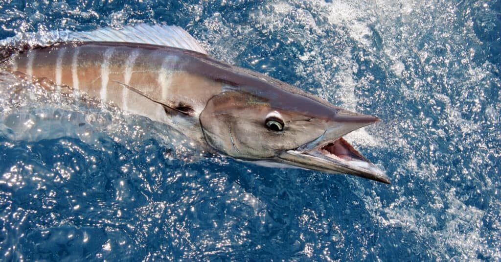 Un pesce wahoo catturato da un pescatore