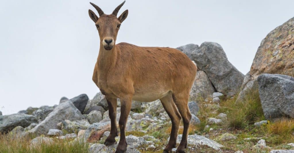 Capra alpina in piedi tra le rocce della montagna.