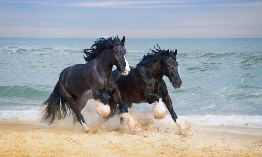 Shire Horse Vs Clydesdale - Shire Horse