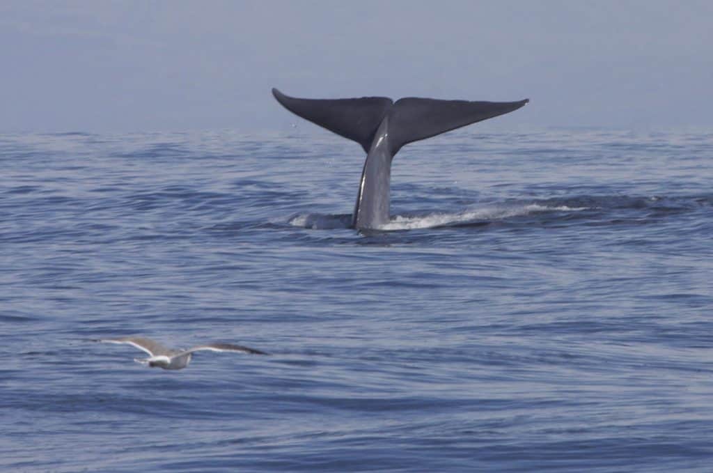 La balenottera azzurra contro la balenottera comune