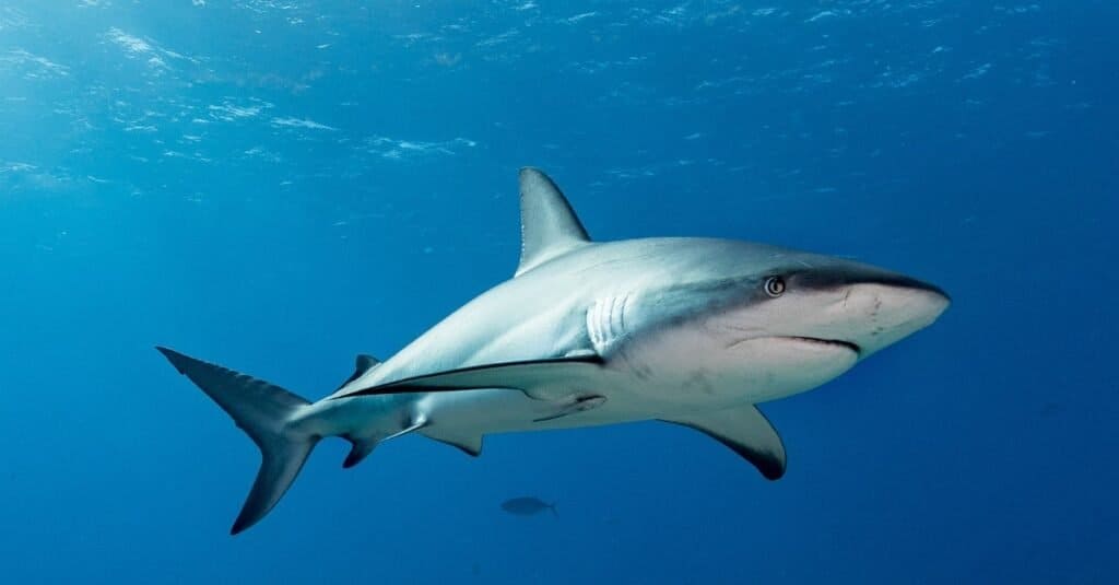 Uno squalo grigio della barriera corallina nell'oceano aperto.