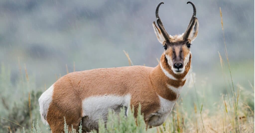 animali unici del Nord America:pronghorn