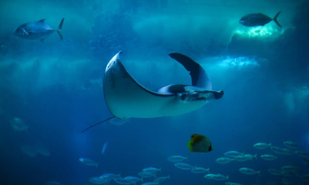 pesce diavolo o raggio diavolo (Mobula mobular)