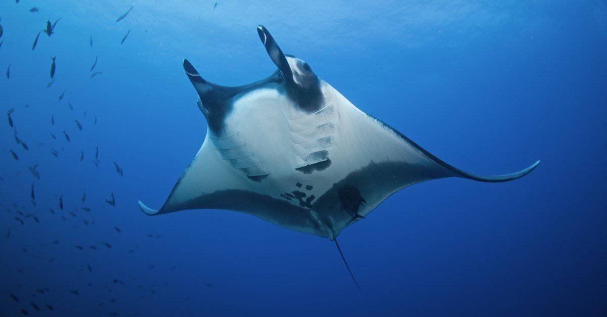 Il pesce più grande: la manta gigante dell'oceano