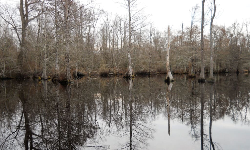 Lago Drummond Virginia