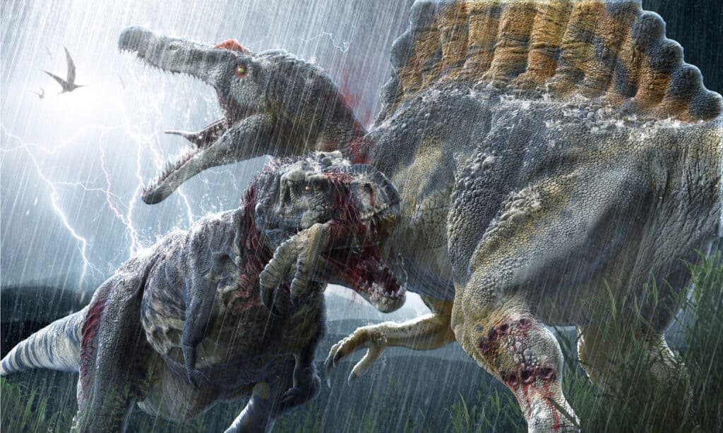 Spinosauro contro tirannosauro