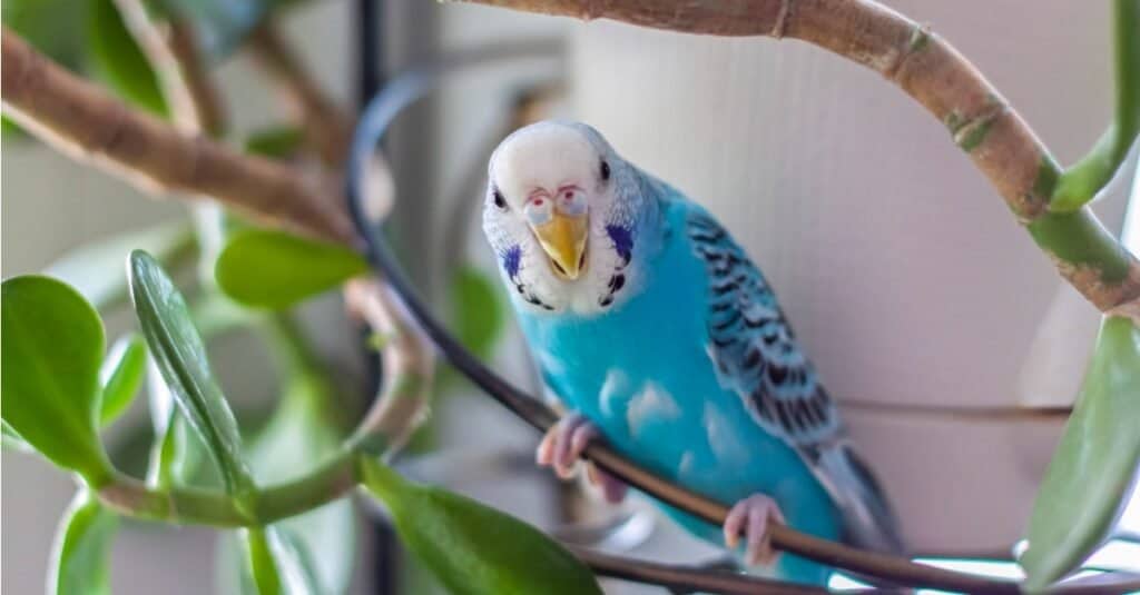 Tipi di uccelli da compagnia - Budgerigar