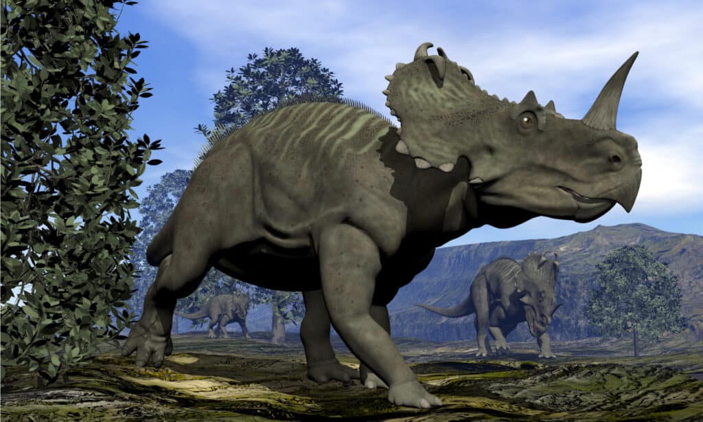 Centrosaurus - Dinosauri con le corna