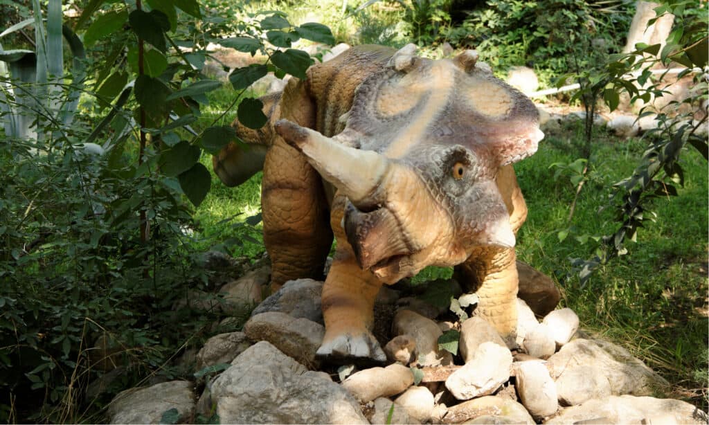 Monoclonius - Dinosauro cornuto