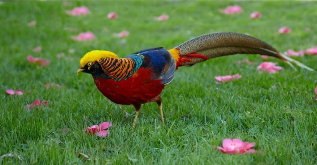 Tipi rari di uccelli: fagiano dorato