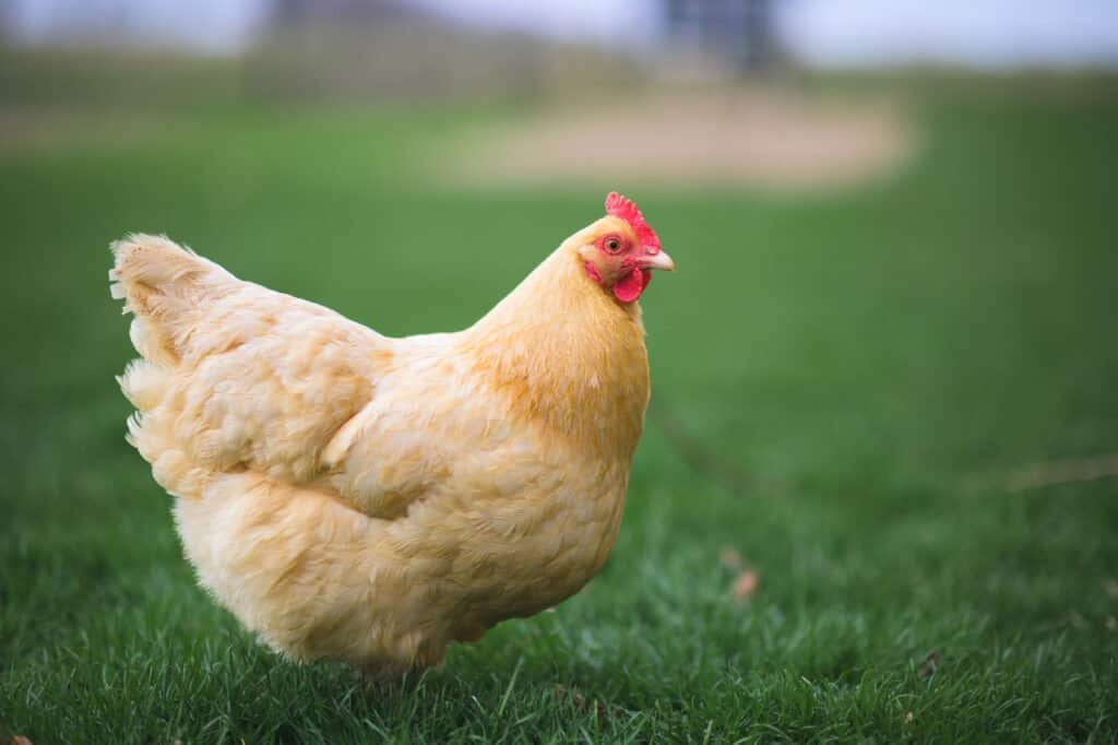 Buff Orpington Pollo
