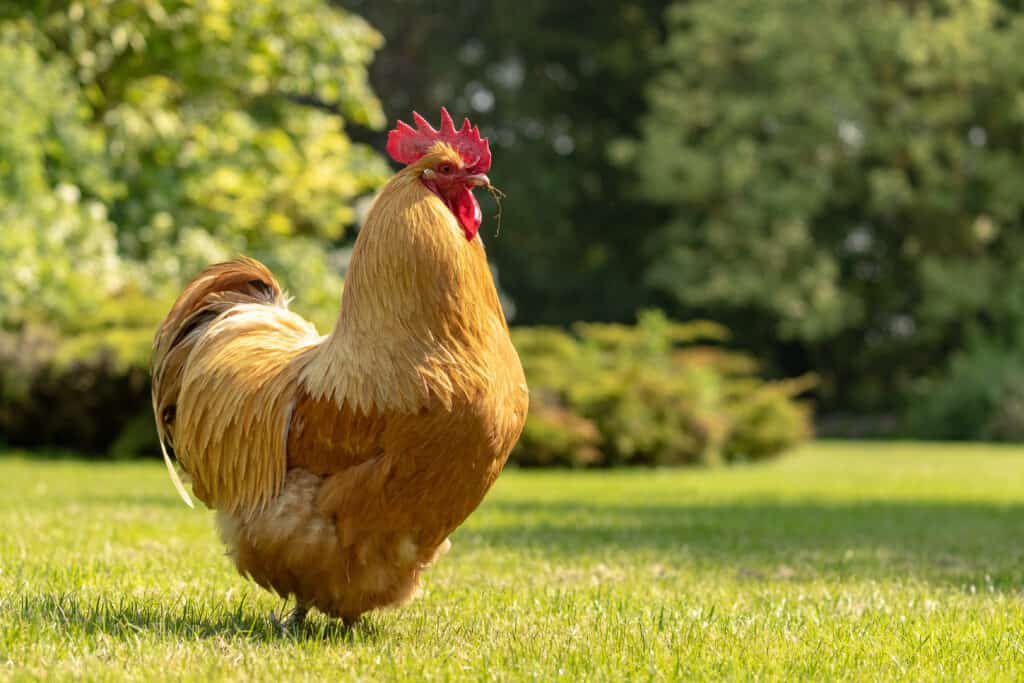 Buff Orpington Gallo